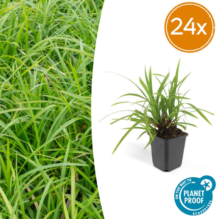 Grünblättrige Segge Carex morrowii 'Irish Green' – ↕10-25cm – Ø9cm – Immergrün – Pflegeleicht – Schattentauglich