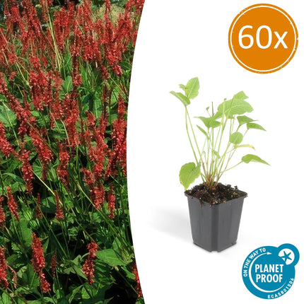 Kerzenknöterich Persicaria amplexicaulis – ↕10-25cm – Ø9cm – Robuste Staude für Garten & Beete – Rote Blüten