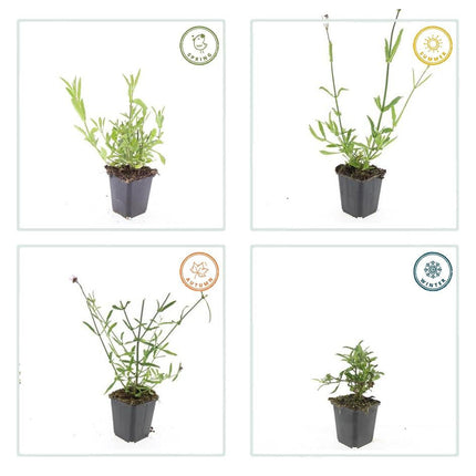 Verbena bonariensis – ↕10-25cm – Ø9cm – Patagonisches Eisenkraut – Luftige Staude, bienenfreundlich & winterhart