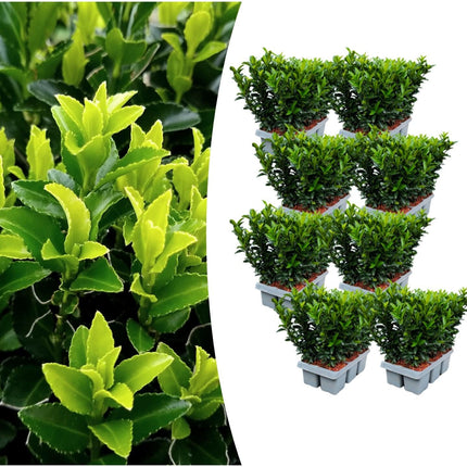 Japanischer Spindelstrauch Euonymus 'Green Spire' – Ø7cm – ↕15cm – Aufrechter, winterharter Zierstrauch für Garten, Terrasse & Hecke