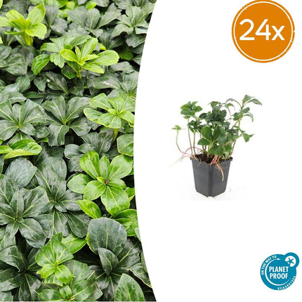 Schattengrün Pachysandra terminalis 'Green Sheen' – ↕10-25cm – Ø9cm – Pflegeleicht & Winterhart