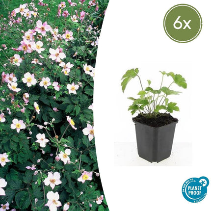 Filzige Herbst – Anemone – Anemone tom. 'Robustissima' – ↕10-25cm – Ø9cm – Bienenfreundliche, purpurblaue Staude für Beete & Rabatten