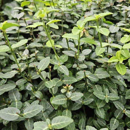 Immergrüne Kriechspindel – Euonymus fortunei radicans – ↕10-25cm – Ø9cm – Pflegeleicht & Winterhart – Garten, Beete & Zäune