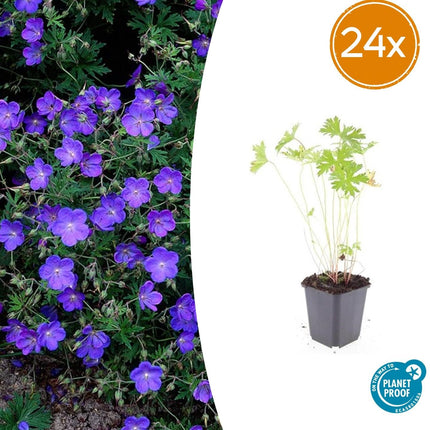 Storchschnabel Geranium 'Johnson's Blue' – ↕10-25cm – Ø9cm – Winterharte Staude & Bodendecker – Leuchtend blaue Blüten