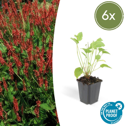 Kerzenknöterich Persicaria amplexicaulis – ↕10-25cm – Ø9cm – Robuste Staude für Garten & Beete – Rote Blüten