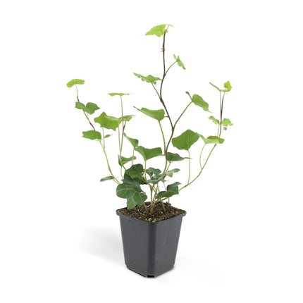 Hedera hibernica – Irischer Efeu – ↕10-25cm – Ø9cm – Immergrüner Kletter – & Bodendecker – Pflegeleicht & winterhart