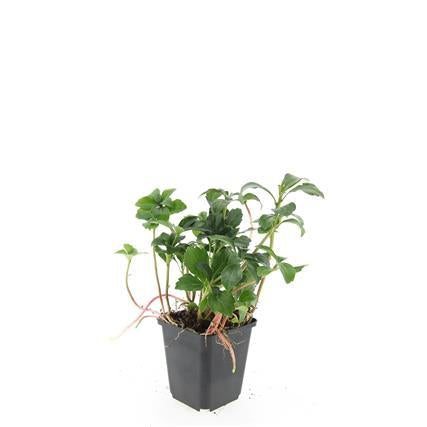 Schattengrün Pachysandra terminalis 'Green Sheen' – ↕10-25cm – Ø9cm – Pflegeleicht & Winterhart