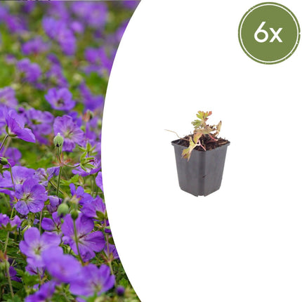 Geranium Azure Rush – Ø9cm – Höhe 10-25cm – Winterharte Staude – Hellblaue Blüten – Bodendecker für Beet, Steingarten & Kübel