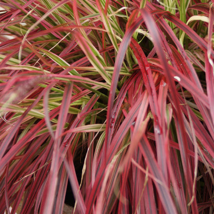 Mahagonigras – Uncinia rubra 'Everflame' – Rotes Ziergras – Immergrün – Pflegeleicht – Für Beete & Töpfe – Ø17cm – Höhe ca. 50cm