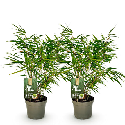 Bambus Fargesia rufa – Immergrün – Nicht ausbreitend – Grüner Bambus für Hecke, Garten & Terrasse – Ø17cm Höhe ca. 60cm