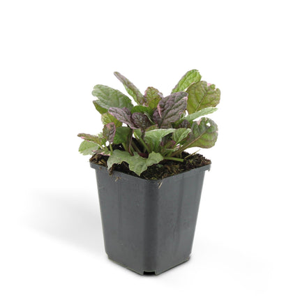 Kriechender Günsel Ajuga reptans 'Burgundy Glow' – ↕10-25cm – Ø9cm – Halbschatten & Schatten – Pflegeleicht