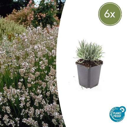 Lavendel Lavandula int. 'Edelweiss' – ↕10-25cm – Ø9cm – Weiße Blüten, Bienen – & Schmetterlingsfreundlich, Winterhart