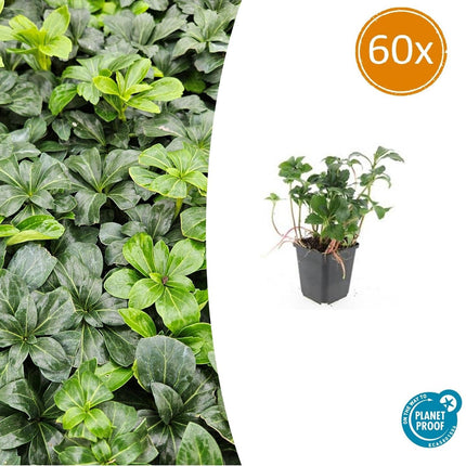 Schattengrün Pachysandra terminalis 'Green Sheen' – ↕10-25cm – Ø9cm – Pflegeleicht & Winterhart