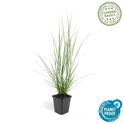 Pennisetum alopecuroides 'Hameln' – ↕10-25cm – Ø9cm – Ziergras – Sonnen – & Schattenverträglich – Pflegeleicht – Beete & Töpfe