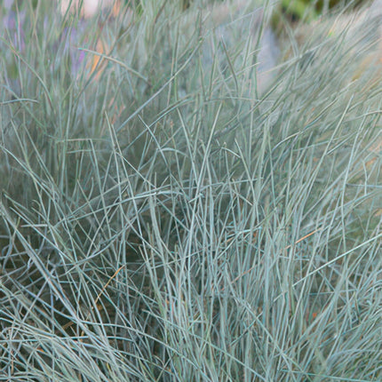 Blau – Schwingel – Festuca glauca 'Elijah Blue' – ↕10-25cm – Ø9cm – Ziergras – graues Gras – Pflegeleicht & Winterhart