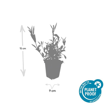 Verbena bonariensis – ↕10-25cm – Ø9cm – Patagonisches Eisenkraut – Luftige Staude, bienenfreundlich & winterhart