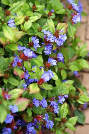 Ceratostigma plumbaginoides – Bodendecker mit blauen Blüten – ↕10-25cm – Ø9cm – Herbstblüher – winterhart