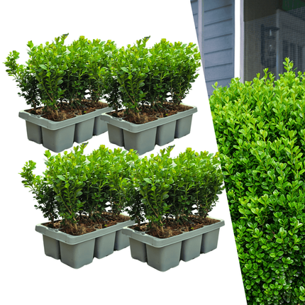 Buchsbaum – Buxus NewGen Freedom – Ø7cm – ca. 15cm hoch – winterhart & pilzresistent – ideal für Hecken & Formschnitt