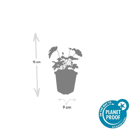 Filzige Herbst – Anemone – Anemone tom. 'Robustissima' – ↕10-25cm – Ø9cm – Bienenfreundliche, purpurblaue Staude für Beete & Rabatten