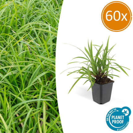Grünblättrige Segge Carex morrowii 'Irish Green' – ↕10-25cm – Ø9cm – Immergrün – Pflegeleicht – Schattentauglich