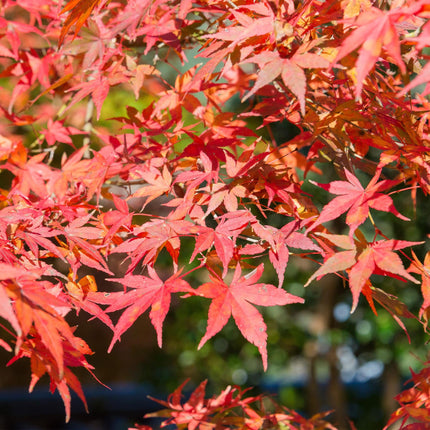 Japanischer Ahorn – Acer palmatum 'Shaina' – ca. 70cm hoch – Ø19cm – kompakte Sorte mit tiefrotem Laub – Balkon – & Gartenpflanze