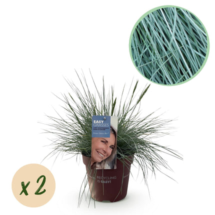 Blauschwingel Festuca glauca Intense Blue – Ø17cm – Immergrün – Pflegeleicht – Blaugrüne Ziergras – Höhe ca. 50cm