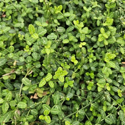 Kleinblättrige Teppichspindel – Euonymus fortunei 'Minimus' – ↕10-25cm – Ø9cm – Winterhart & Pflegeleicht – Herbstfärbung