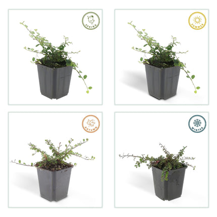 Cotoneaster prostratus 'Streib's Findling' – Flachwachsender Bodendecker – ↕10-25cm – Ø9cm – Immergrün & winterhart – Pflegeleicht