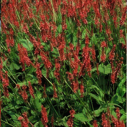 Kerzenknöterich Persicaria amplexicaulis – ↕10-25cm – Ø9cm – Robuste Staude für Garten & Beete – Rote Blüten