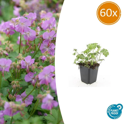 Storchschnabel Geranium cantabrigiense 'Cambridge' – ↕10-25cm – Ø9cm – Pflegeleicht