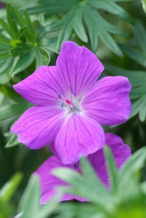 Blut – Storchschnabel Geranium 'Tiny Monster' – ↕10-25cm – Ø9cm – Kompakte, sommerblühende Staude für Beet, Kübel & Bodendecker