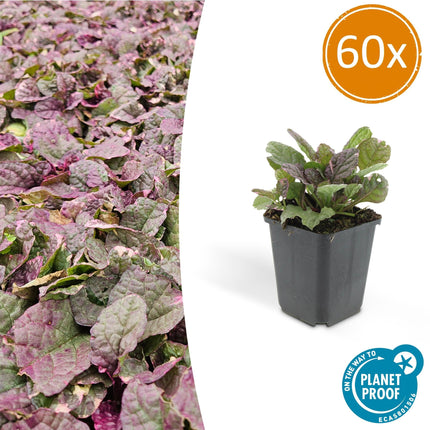 Kriechender Günsel Ajuga reptans 'Burgundy Glow' – ↕10-25cm – Ø9cm – Halbschatten & Schatten – Pflegeleicht