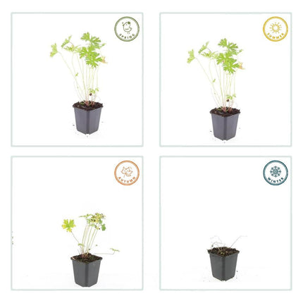Storchschnabel Geranium 'Johnson's Blue' – ↕10-25cm – Ø9cm – Winterharte Staude & Bodendecker – Leuchtend blaue Blüten