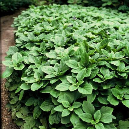 Pachysandra terminalis – ↕10-25cm – Ø9cm – Immergrün – Bodendecker – Schatten – Pflegeleicht – Japanischer Ysander