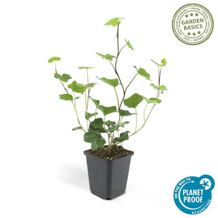 Hedera hibernica – Irischer Efeu – ↕10-25cm – Ø9cm – Immergrüner Kletter – & Bodendecker – Pflegeleicht & winterhart