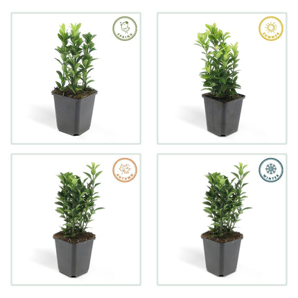 Euonymus japonicus 'Green Spire' – Immergrüner Heckenstrauch – ↕10–25cm – Ø9cm – Kompakter Buchsbaum-Ersatz – Pflegeleicht & schnittverträglich – Für Hecken & Beete