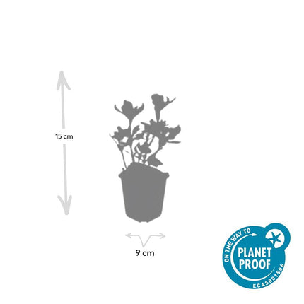 Schattengrün Pachysandra terminalis 'Variegata' – ↕10-25cm – Ø9cm – Cremeweiße Blätter