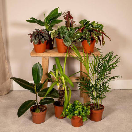 Außenseiterbox Set für Urban Jungle, Fensterbank, Wohnzimmer & Büro