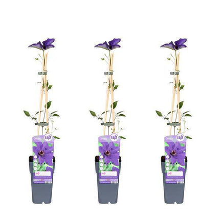 Waldrebe – Clematis 'The President' – Ø15cm – ↕65cm – Kletterpflanze mit violetten Blüten für Garten & Pergola