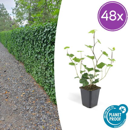 Hedera hibernica – Irischer Efeu – ↕10-25cm – Ø9cm – Immergrüner Kletter – & Bodendecker – Pflegeleicht & winterhart