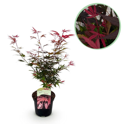 Japanischer Ahorn – Acer palmatum 'Shaina' – ca. 70cm hoch – Ø19cm – kompakte Sorte mit tiefrotem Laub – Balkon – & Gartenpflanze