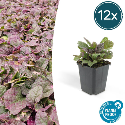Kriechender Günsel Ajuga reptans 'Burgundy Glow' – ↕10-25cm – Ø9cm – Halbschatten & Schatten – Pflegeleicht