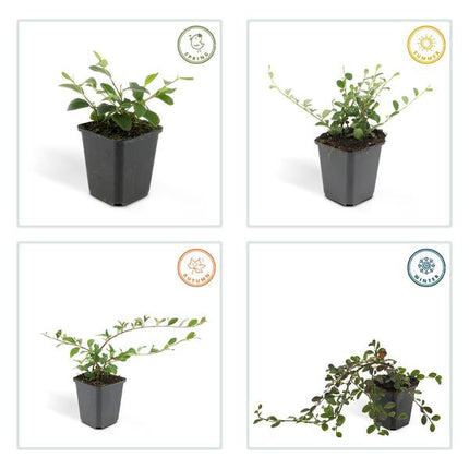 Teppich – Zwergmispel Cotoneaster dammeri – ↕10-25cm – Ø9cm – Bodendecker – Blühend & pflegeleicht – Sonne & Schatten
