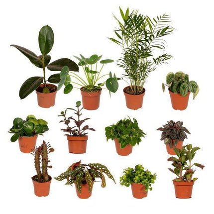 Außenseiterbox Set für Urban Jungle, Fensterbank, Wohnzimmer & Büro