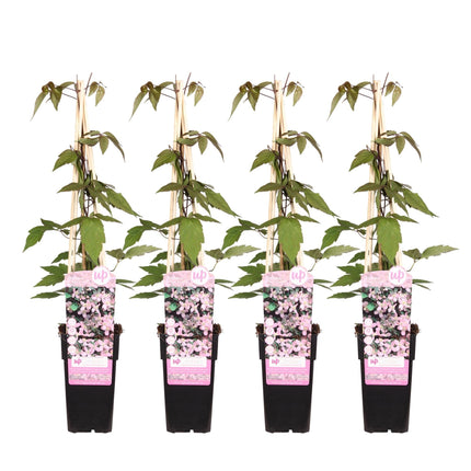 Clematis Montana 'Fragrant Spring' – Ø15cm – ↕65cm – Duftende Waldrebe – Schnellwachsende Kletterpflanze mit kleinen rosa Blüten