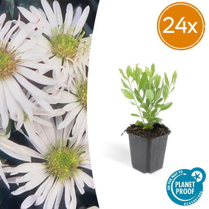 Wildaster Aster ageratoides 'Ashvi' – ↕10-25cm – Ø9cm – Weiße Herbstblüte – Pflegeleicht – Sonne