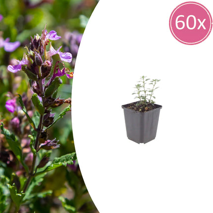 Teucrium lucidrys – Ø9cm – Höhe 10-25cm – Immergrüner Halbstrauch – Schnittverträglich – Für Hecke, Steingarten & moderne Gartenanlagen
