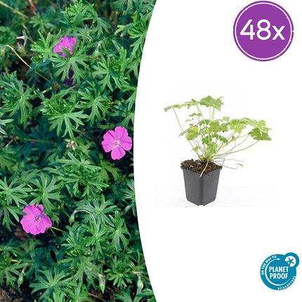 Blut – Storchschnabel Geranium 'Tiny Monster' – ↕10-25cm – Ø9cm – Kompakte, sommerblühende Staude für Beet, Kübel & Bodendecker