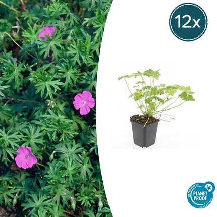 Blut – Storchschnabel Geranium 'Tiny Monster' – ↕10-25cm – Ø9cm – Kompakte, sommerblühende Staude für Beet, Kübel & Bodendecker