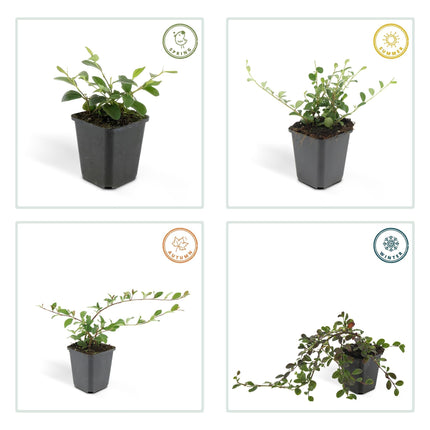 Cotoneaster dammeri – Winterharter Bodendecker mit weißen Blüten & roten Beeren – ↕10-25cm – Ø9cm – Pflegeleicht & flächendeckend